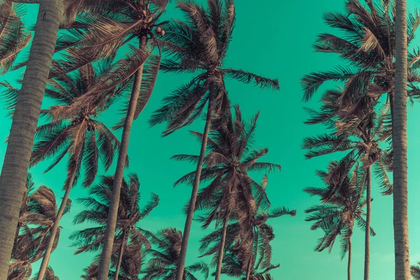 Palmeiras de coco silhueta na praia ao pôr do sol. Tom vintage. — Fotografia de Stock