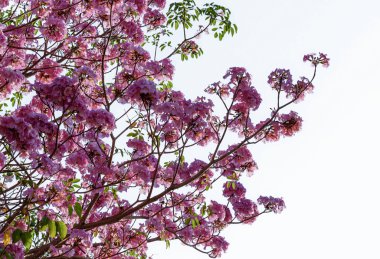 Tebebuia çiçek, çiçek (pembe trompet) beyaz arka plan üzerinde izole Tabebuia rosea.