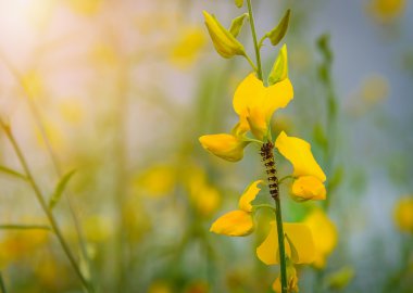 Caterpillar bulanık doğa arka plan ile sarı çiçek.