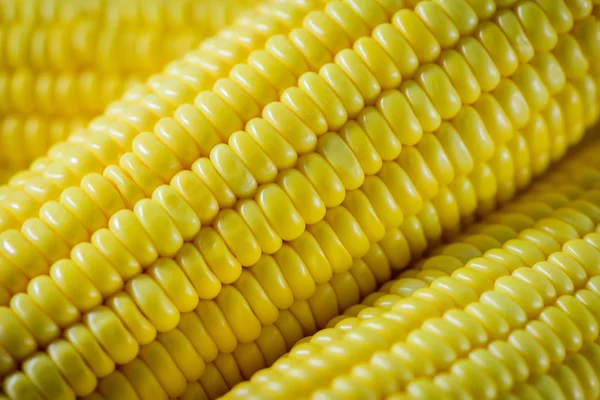 Zbliżenie ziarno kukurydzy dojrzałe. Selektywny fokus — Zdjęcie stockowe