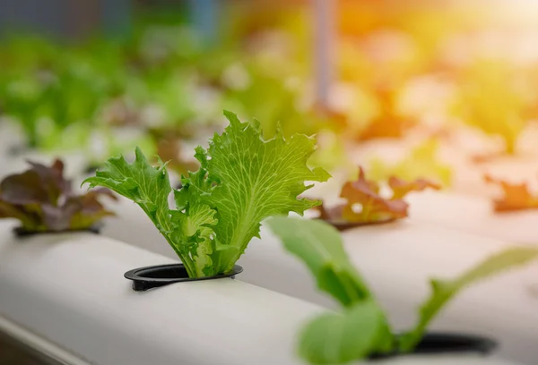 Зелений гідропонічний органічний салат на фермі, Таїланд. Вибіркове зосередження — стокове фото