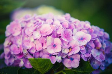 Güzel Mor Ortanca çiçeği bahçede bulanık arka planda gündüz vakti