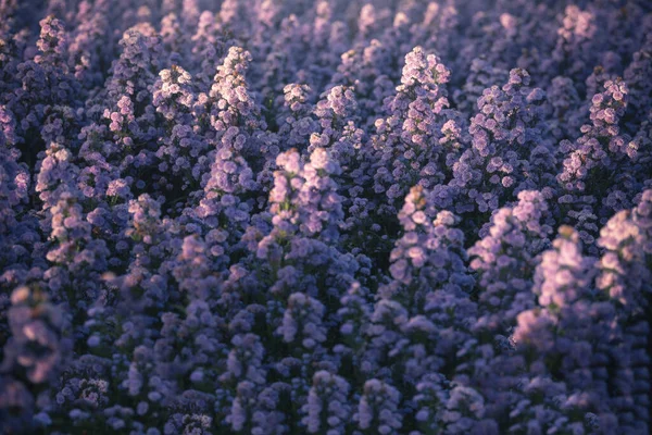 Pięknie Purpurowe Margaret Kwiaty Kwitną Tle Pola Ciągu Dnia — Zdjęcie stockowe