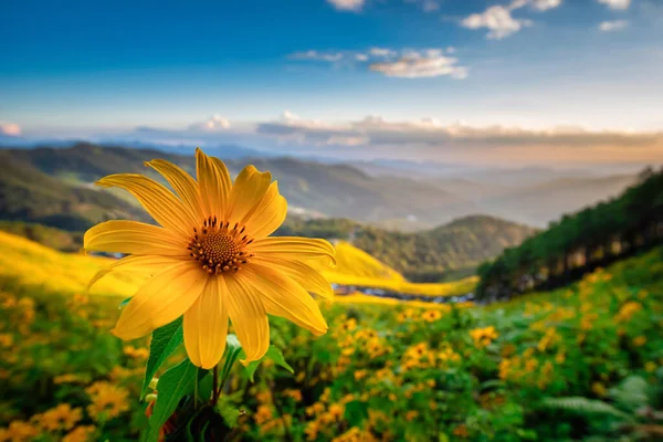Mexikanische Sonnenblume Tung Bua Tong Blume Blauen Himmel Bei Tag — Stockfoto
