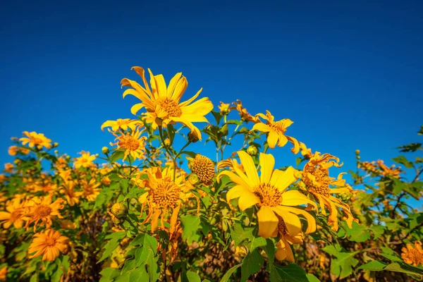 Mexikanische Sonnenblume Tung Bua Tong Blume Blauen Himmel Bei Tag — Stockfoto