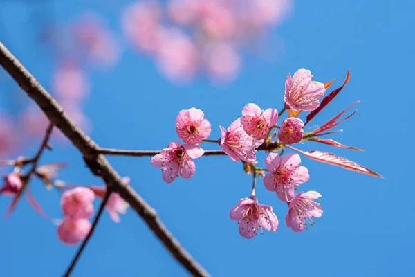 Güzel Pembe Sakura Çiçeği Mavi Gökyüzünde Çiçek Açıyor — Stok fotoğraf