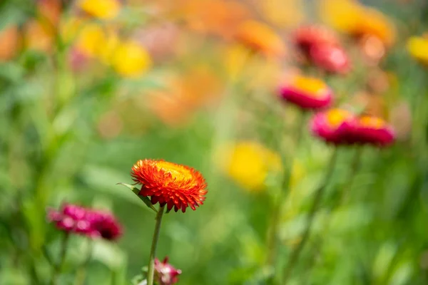 Eine Nahaufnahme Von Strohblumen Oder Helichrysum Bracteatum Blüten Auf Verschwommenem — Stockfoto