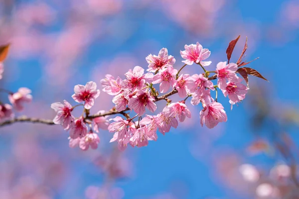 Güzel Pembe Sakura Çiçeği Mavi Gökyüzünde Çiçek Açıyor — Stok fotoğraf