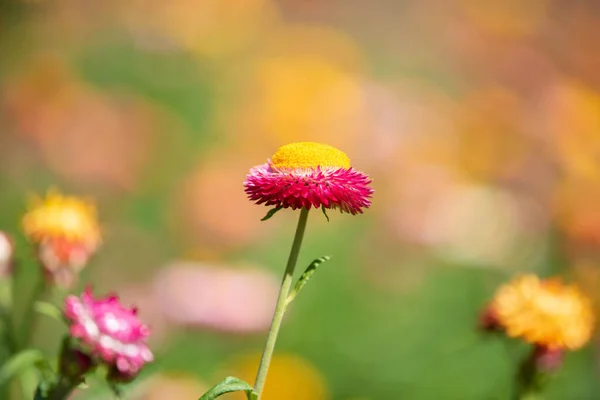 Eine Nahaufnahme Von Strohblumen Oder Helichrysum Bracteatum Blüten Auf Verschwommenem — Stockfoto