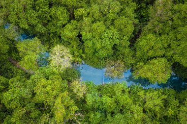 Aerial view image of Tha Pom Klong Song Nam mangrove forest or Emerald pool is unseen pool in mangrove forest at Krabi, Thailand clipart