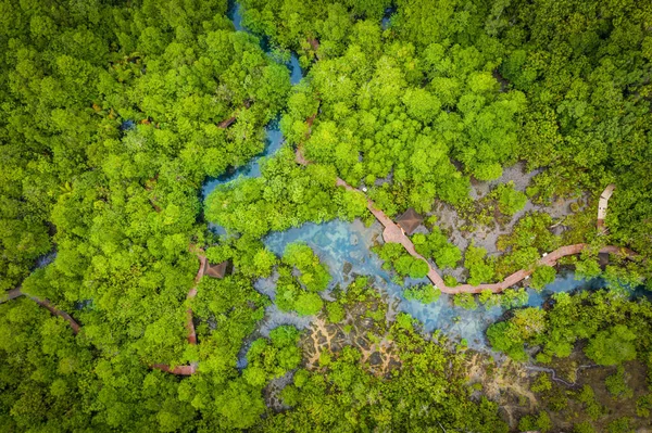Tha Pom Klong Song Nam mangrov ormanının veya zümrüt havuzunun havadan görüntüsü Tayland 'ın Krabi kentindeki Mangrov ormanında görülmemiştir.