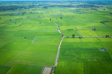 Tayland 'daki güzel yeşil çeltik tarlası ve yürüyüş yollarının hava görüntüsü..
