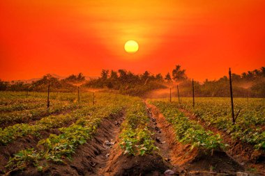 Yağmurlama sistemi üzerinde yeşil bir sebze bahçesinde günbatımında çalışan su. Seçici odak