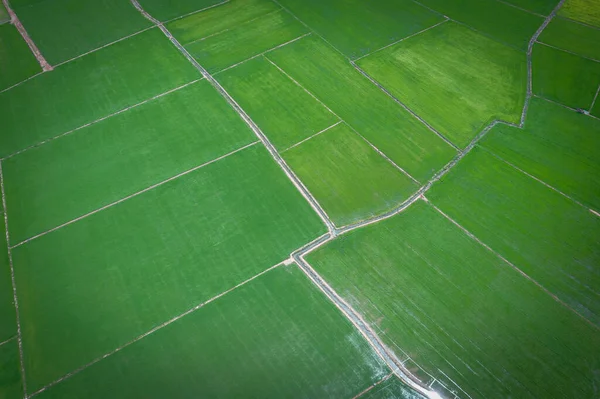 Imagen Aérea Del Hermoso Arrozal Verde Pasarelas Tailandia —  Fotos de Stock