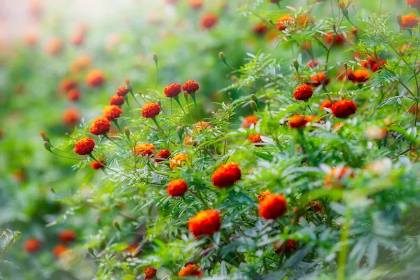 Schöne Blumen Garten Tagsüber Vintage Ton — Stockfoto