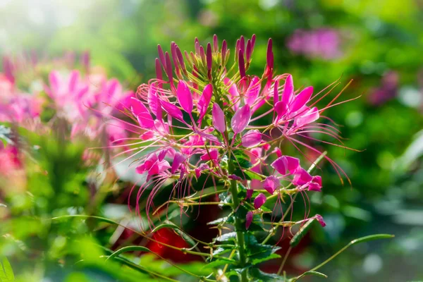 Beautiful Flowers Garden Daytime Vintage Tone — Zdjęcie stockowe