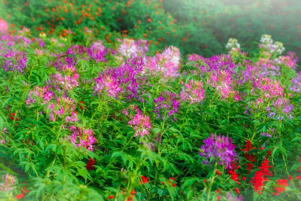 Красивые Цветы Саду Днем Винтажный Тон — стоковое фото