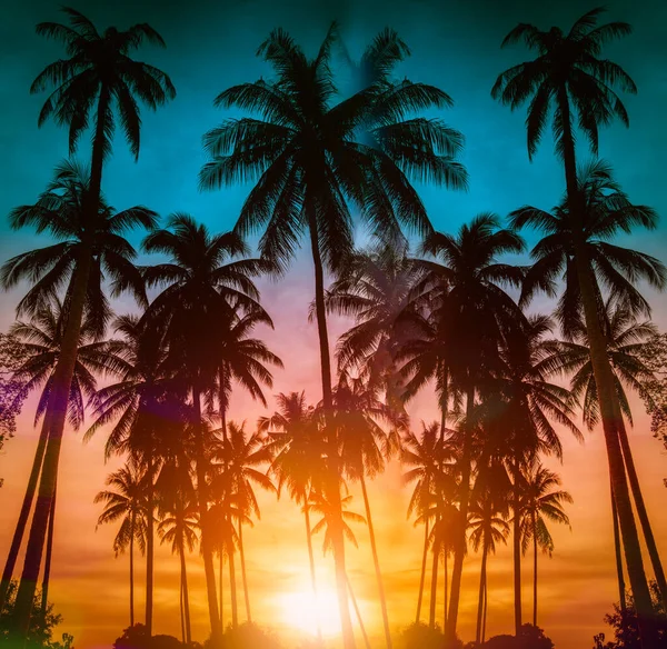 Silhouette Coconut Palm Trees Beach Sunset Vintage Tone — Stock Photo, Image