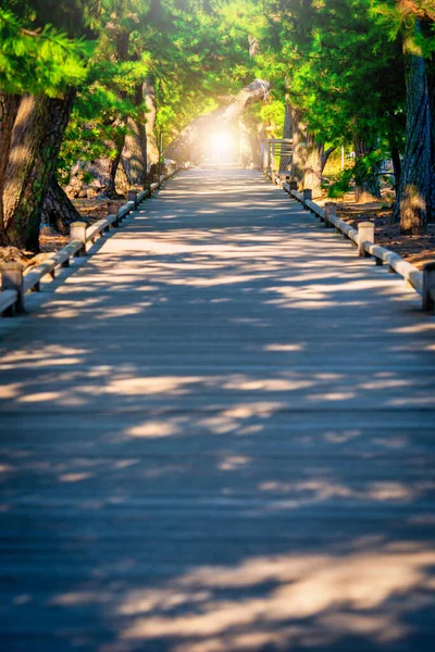 静岡県美保の松原の夕日の松並木道 — ストック写真