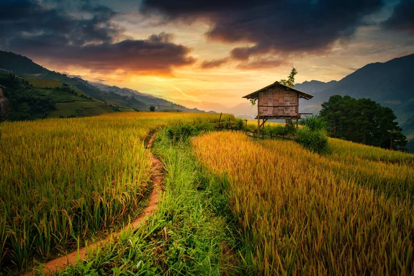 Reisfelder Auf Terrassen Mit Holzpavillon Bei Sonnenuntergang Cang Chai Yenbai — Stockfoto