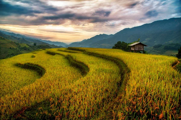 Reisfelder Auf Terrassen Mit Holzpavillon Bei Sonnenuntergang Cang Chai Yenbai — Stockfoto