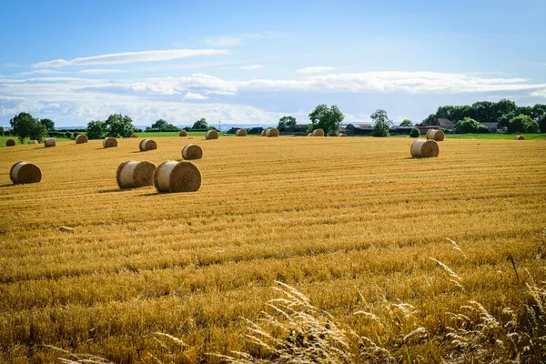 Straw bales in a field with blue and white sky in autumn — Stock Photo, Image