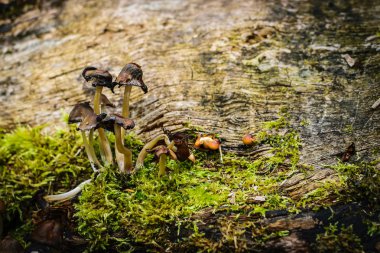 Ormanda ölü mantar