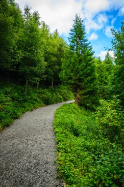 İğne yapraklı arasındaki sınırda ormanda yol ağacı