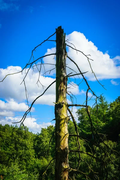 Mavi gökyüzü arka plan ile kırık ağacı — Stok fotoğraf