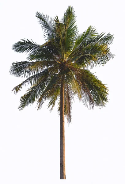 Palmera de coco aislada sobre fondo blanco . —  Fotos de Stock