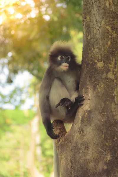 Der süße Affe lebt in einem natürlichen Wald in Thailand. Selektiver Fokus. Vintage-Ton — Stockfoto