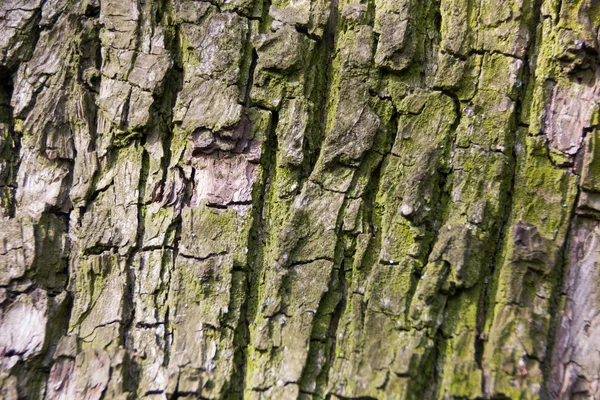 Corteza de árbol musgoso viejo —  Fotos de Stock