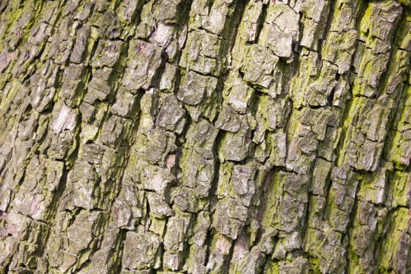 Old mossy tree bark — Stock Photo, Image