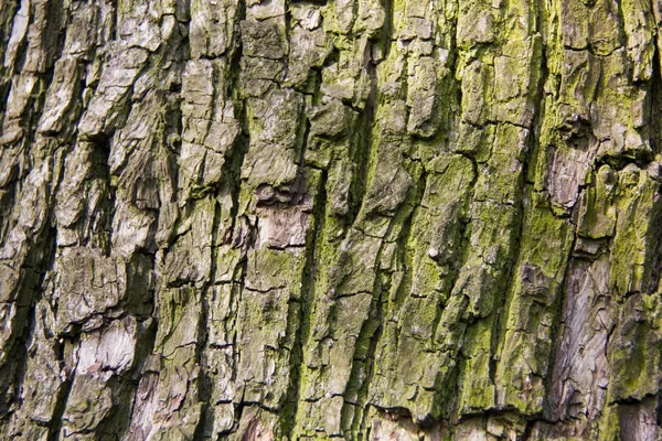 Alte moosige Baumrinde — Stockfoto