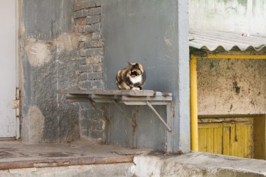 Bir sundurma bankta oturan üç renkli kedi