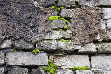 eski duvar yosun kaplı