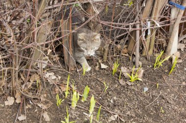 Gri kedi çit bakmak