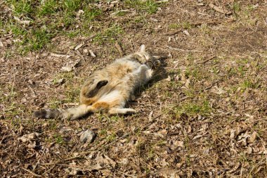 Evsiz kedi güneşte yalan