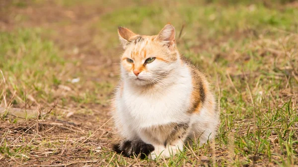 Schöne flauschige tricolor Katze im Gras — Stockfoto