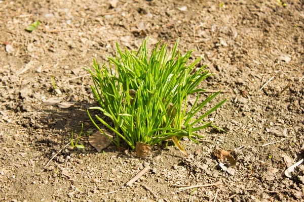 Germoglio di erba verde — Foto Stock