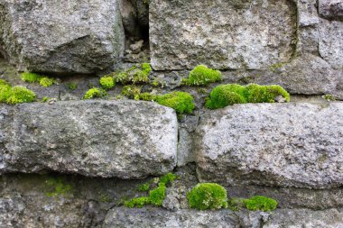 eski duvar yosun kaplı