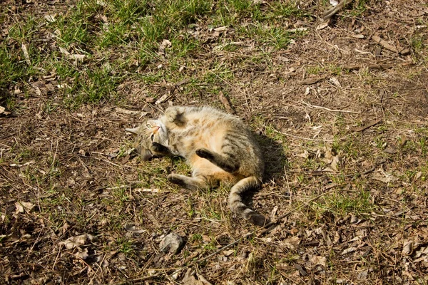 Dakloze kat liggen in de zon — Stockfoto