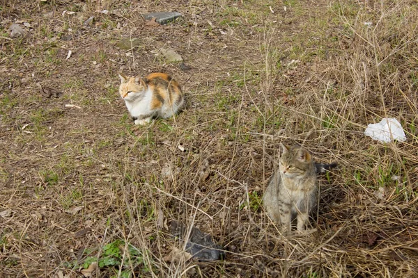Gatos sin hogar tricolor — Foto de Stock