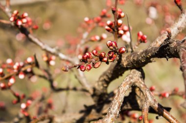 Kırmızı elma çiçekleri.
