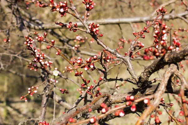 Rote Apfelblüten — Stockfoto