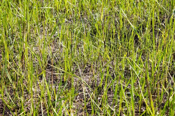 Young green grass on a lawn in spring — Stock Photo, Image