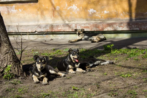 Rebanho de cães vadios — Fotografia de Stock