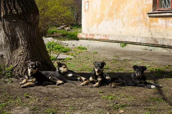 Стая бродячих собак — стоковое фото
