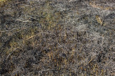 Scorched çim çayır