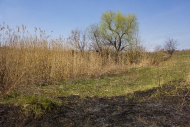 Scorched çim çayır
